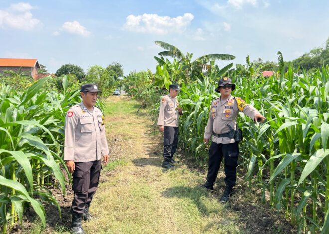 Cek Tanaman Jagung, Polsek Krembung Berharap Dongkrak Ketahanan Pangan