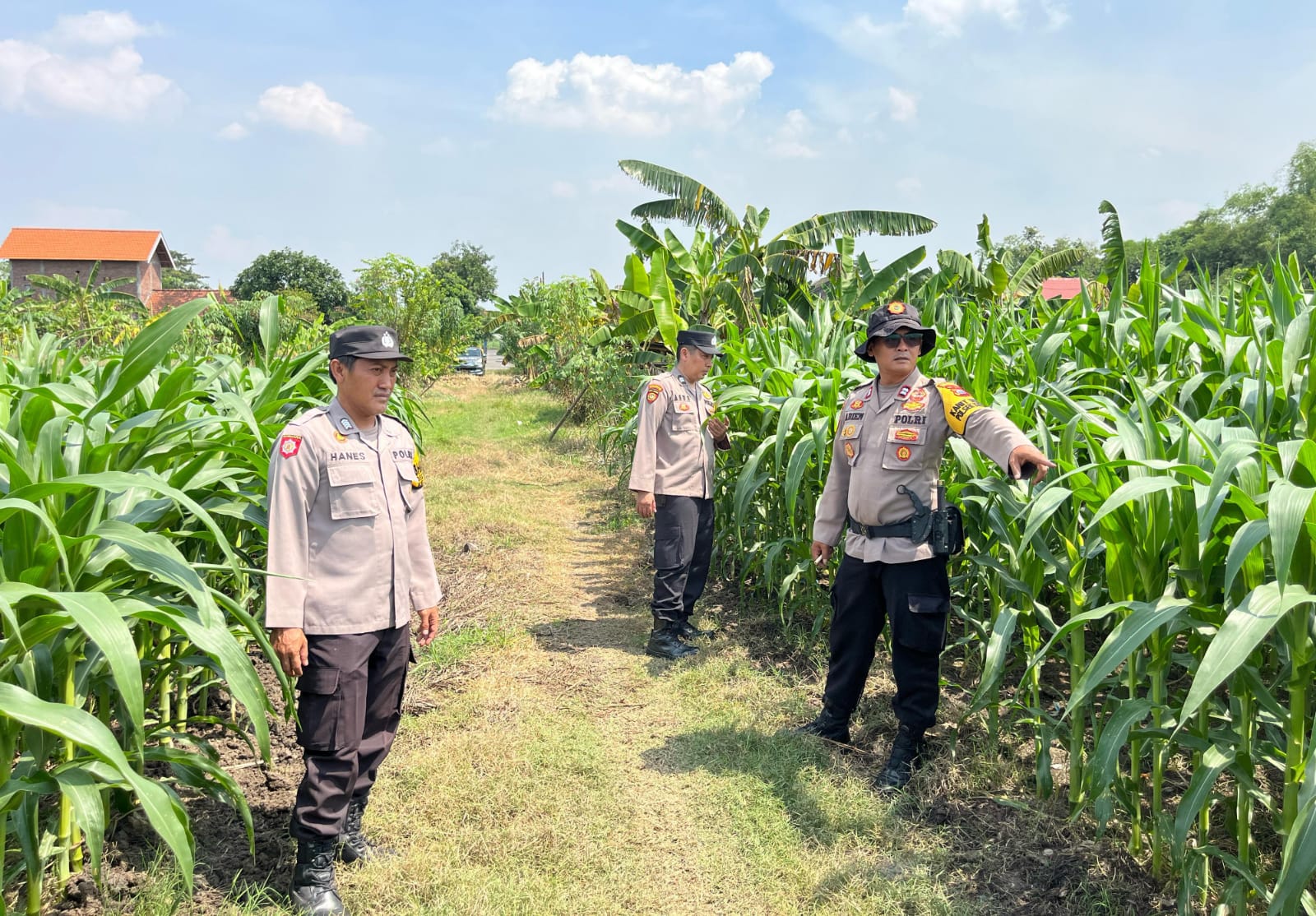 Cek Tanaman Jagung, Polsek Krembung Berharap Dongkrak Ketahanan Pangan